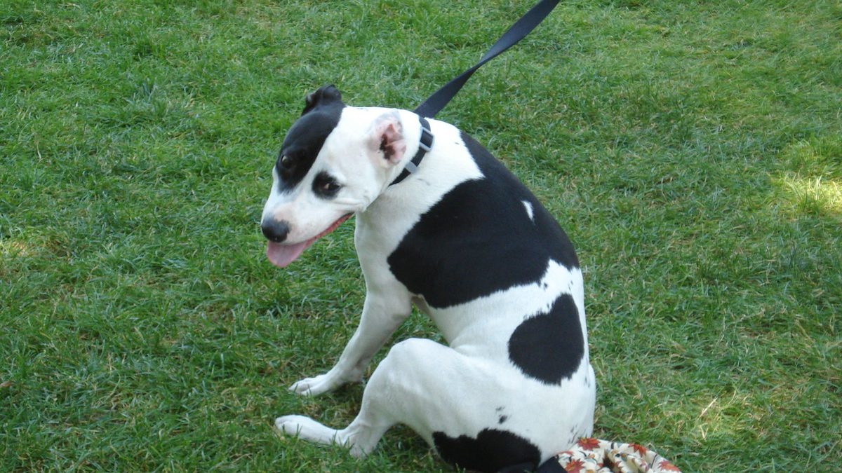 Por que quem mora com cachorro aparece com 24% menos risco de morte em revisão de 2019