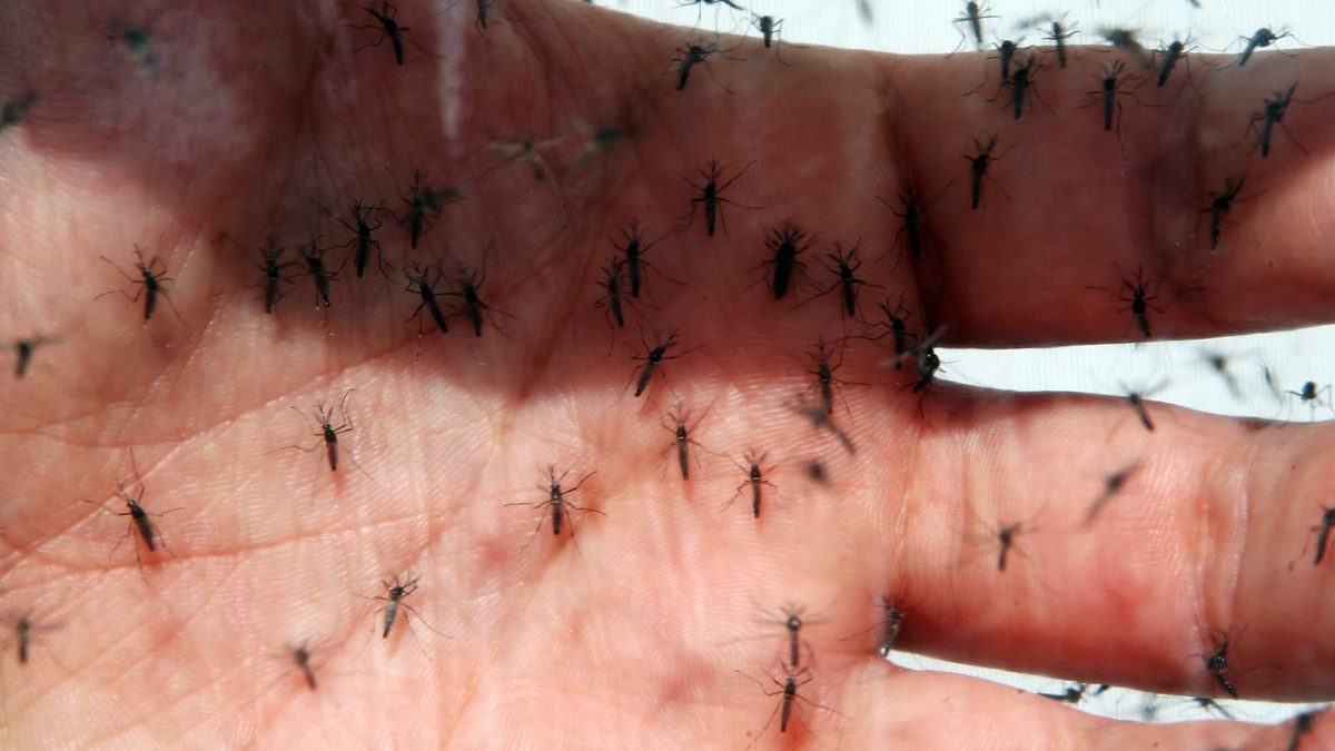 Chikungunya: sintomas, fases da doença, tratamento e quando procurar o SUS