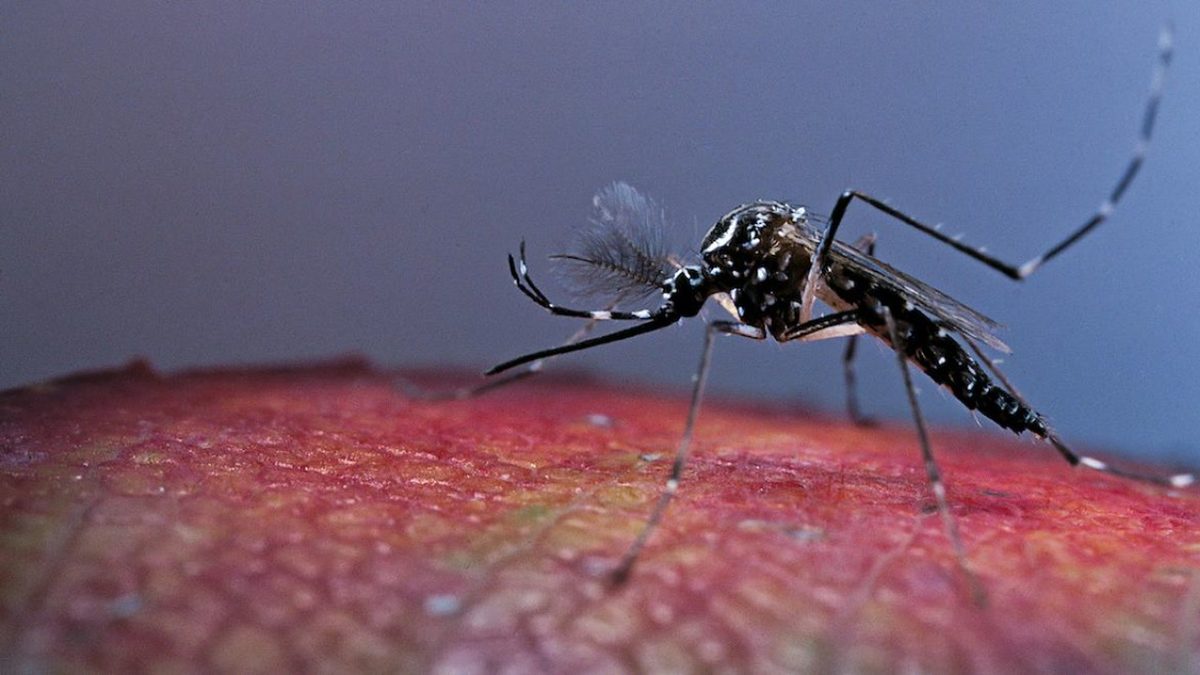 Dengue: sintomas, sinais de alarme e o que fazer, segundo o Ministério da Saúde