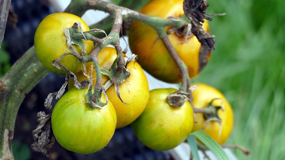 Tomate que sobe 2,36 por quilo no RS mexe na conta de quem compra toda semana